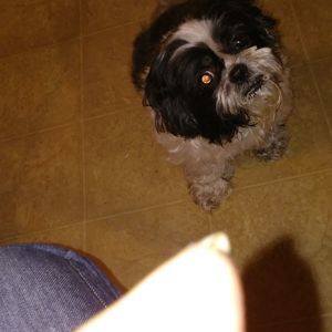 Meet your Posher, Bonnie